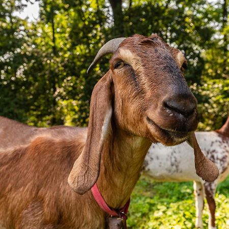 Orzechowa Ostoja Noclegi Energylandia Bachowice Exterior foto