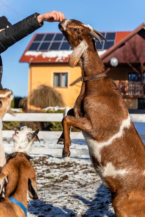 Orzechowa Ostoja Noclegi Energylandia Bachowice Exterior foto