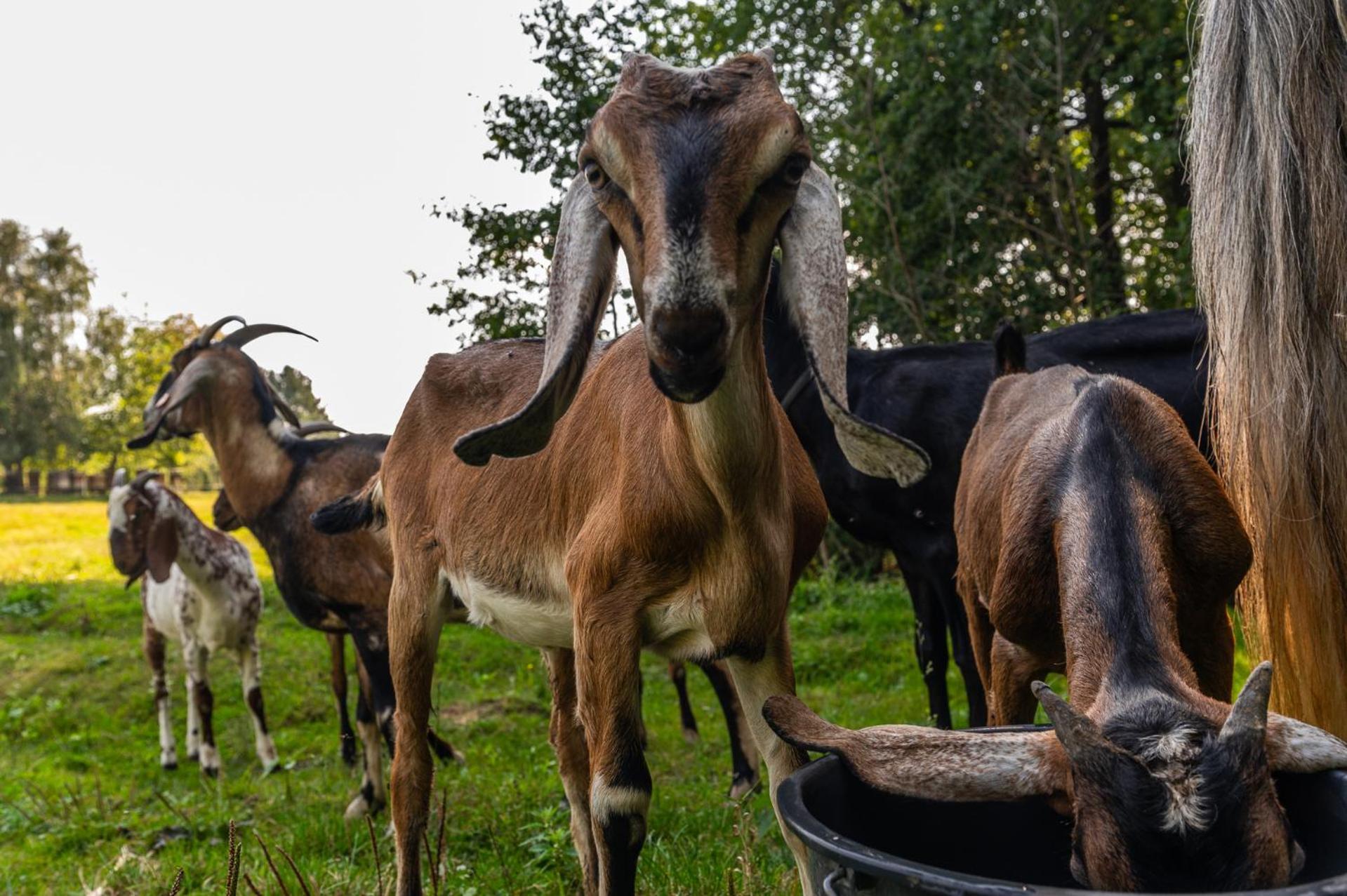 Orzechowa Ostoja Noclegi Energylandia Bachowice Exterior foto