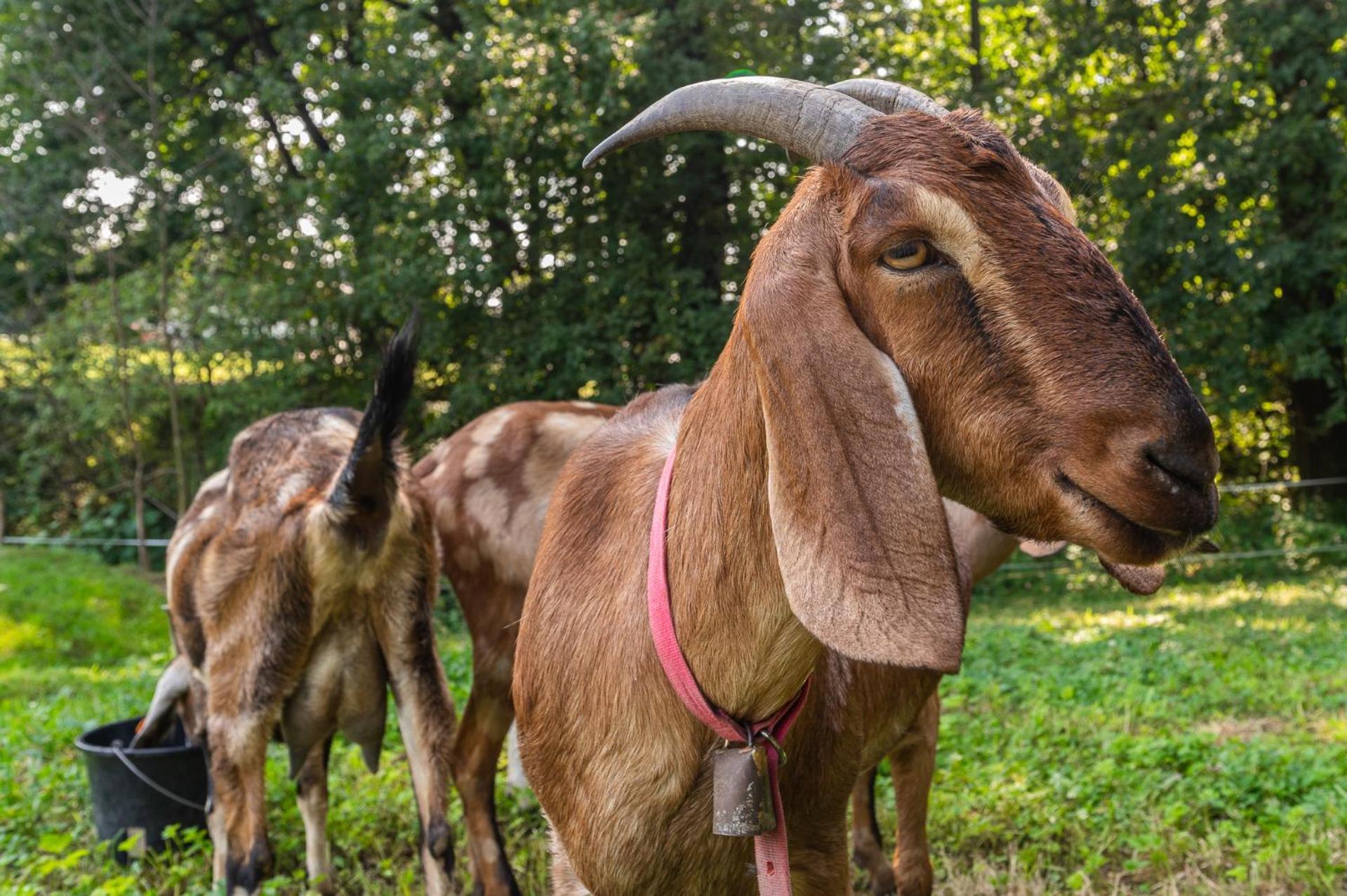 Orzechowa Ostoja Noclegi Energylandia Bachowice Exterior foto